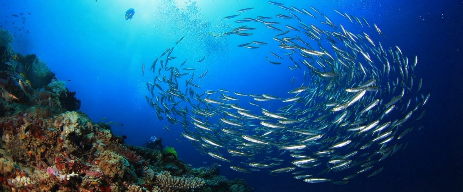 Monad Shoal