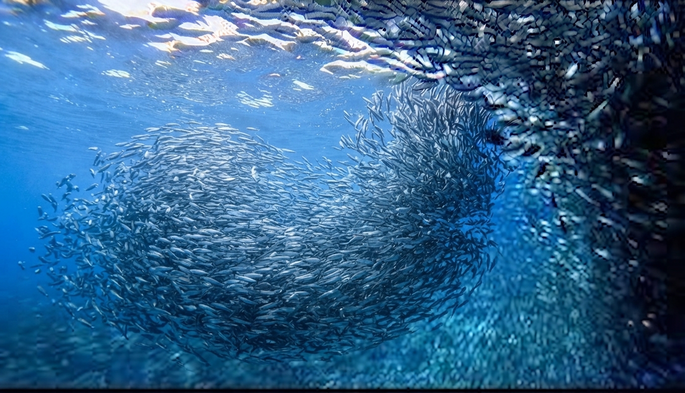 Panagsama Beach / Sardine Run
